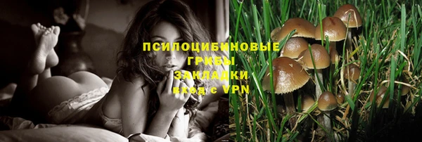 шишки Абаза